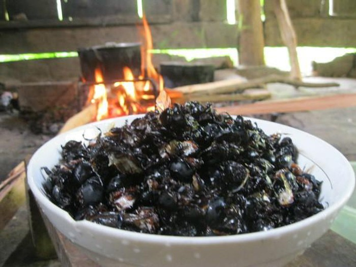 Bọ hung - Thưởng thức ẩm thực lạ