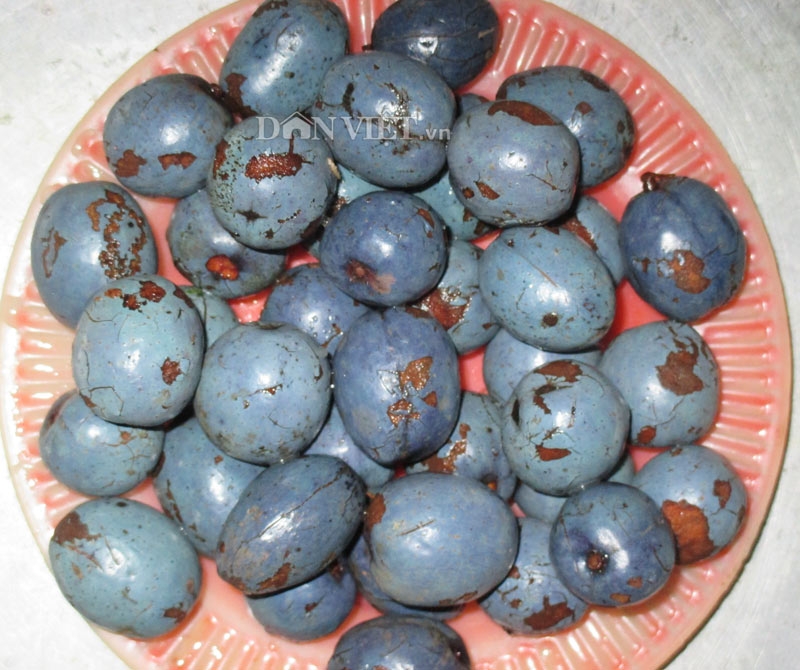 Đặc sản Phú Thọ - Cọ ỏm
