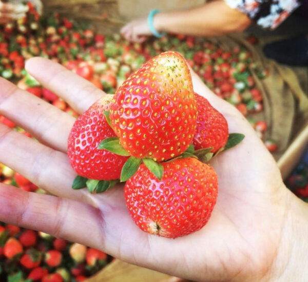 Dâu tây Đà Lạt