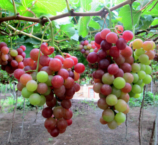 Đặc sản Phan Rang - Nho Ninh Thuận